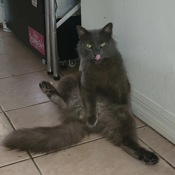 MELODY'S LIVE SHOW HOST LISTING - Picture 6 of 15